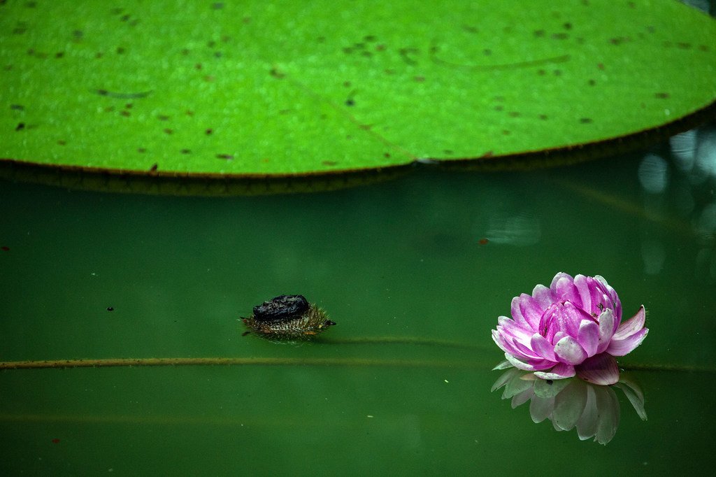 На объектах ЮНЕСКО обитает более 60 процентов известных видов флоры и фауны.